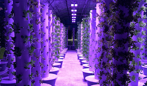 Luminarias LED SpectraGrow en el invernadero de Altius Farms por la noche